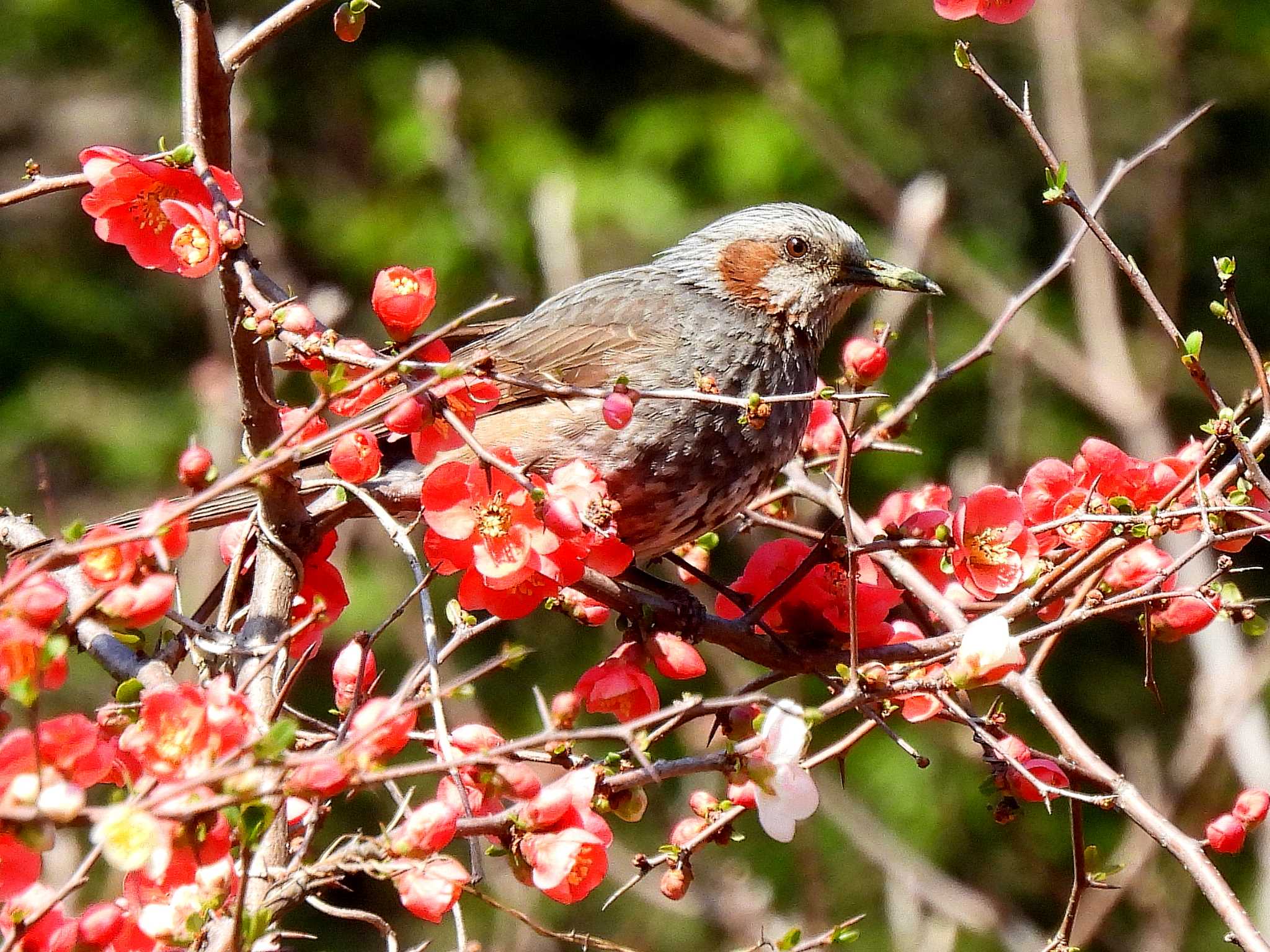 Brown-eared Bulbul