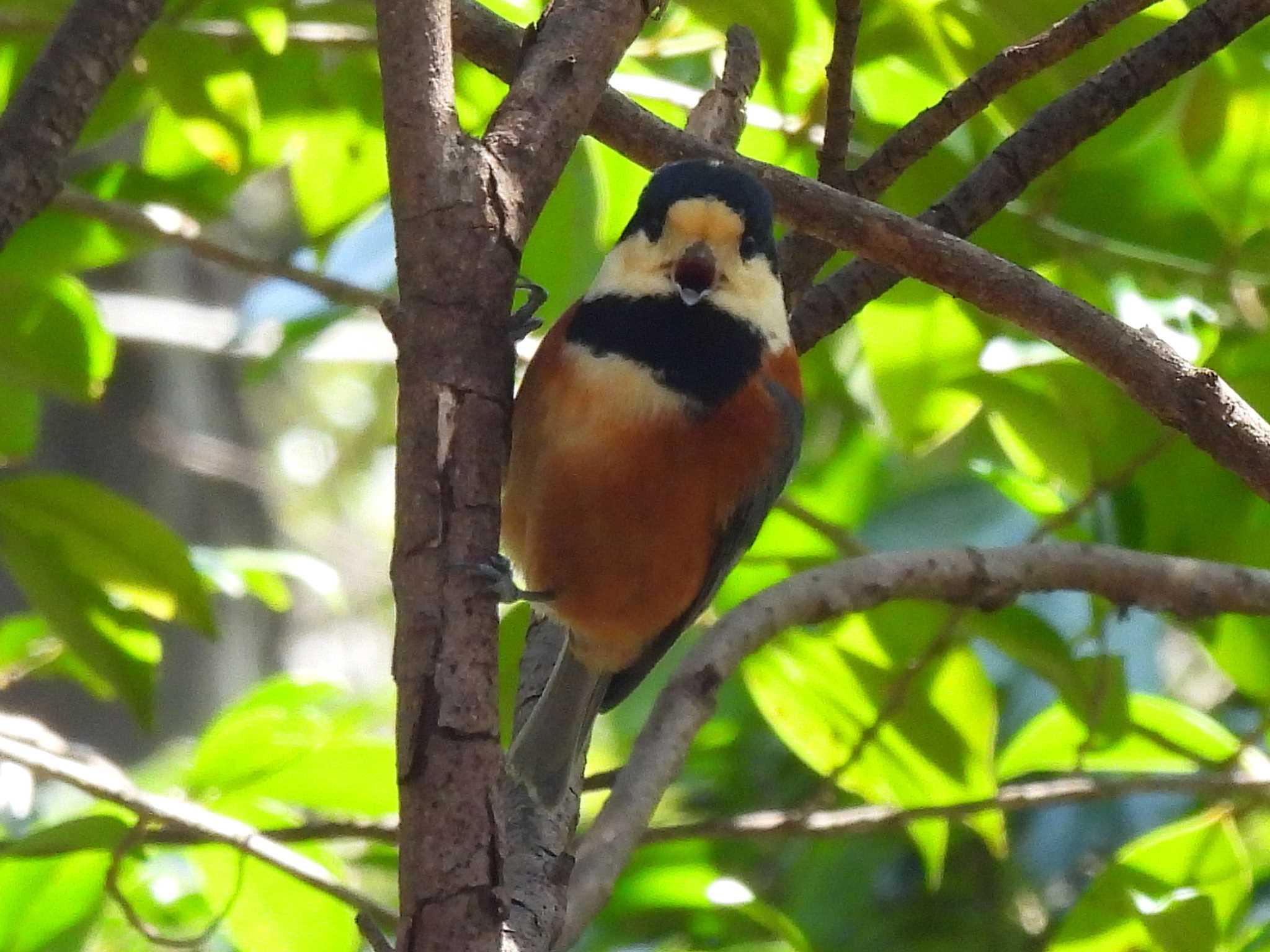 Varied Tit