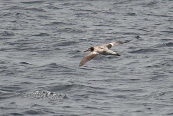 アホウドリ 八丈島航路 2021年3月20日(土)