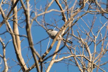 エナガ 八柱霊園 2017年2月4日(土)