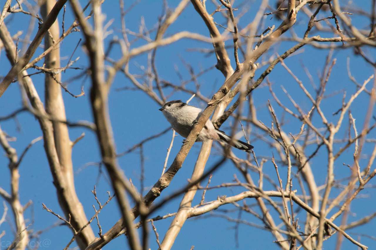 Photo of Long-tailed Tit at 八柱霊園