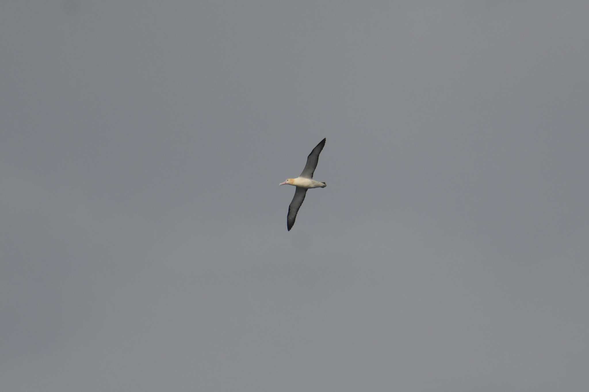 八丈島航路 アホウドリの写真 by あひる