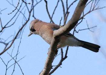 カケス 秋ヶ瀬公園 2021年3月18日(木)