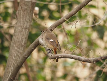 2021年3月20日(土) 行徳野鳥保護区の野鳥観察記録