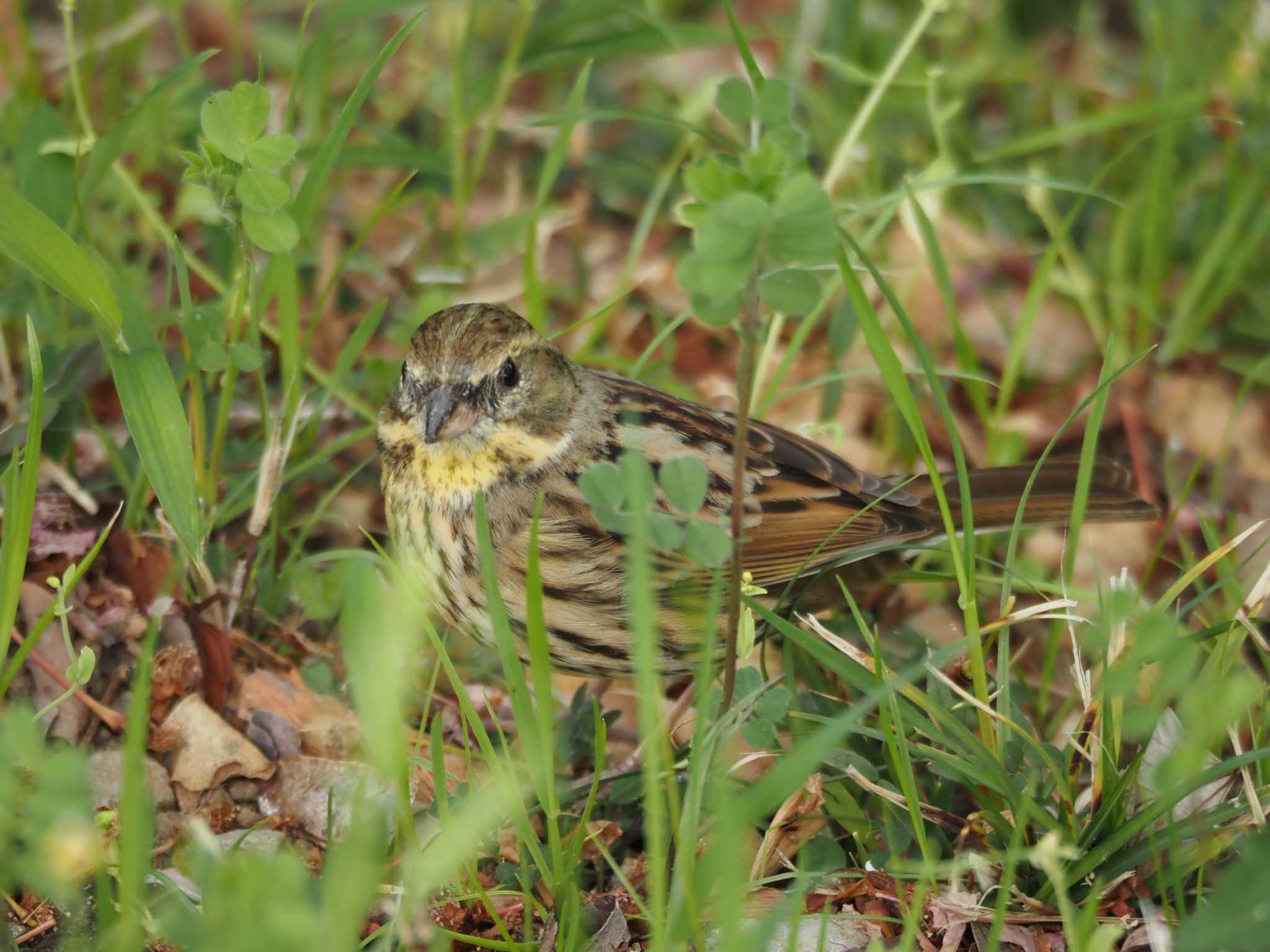 Masked Bunting