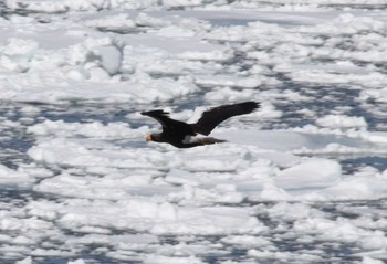 Steller's Sea Eagle 能取岬(網走市) Sat, 3/20/2021