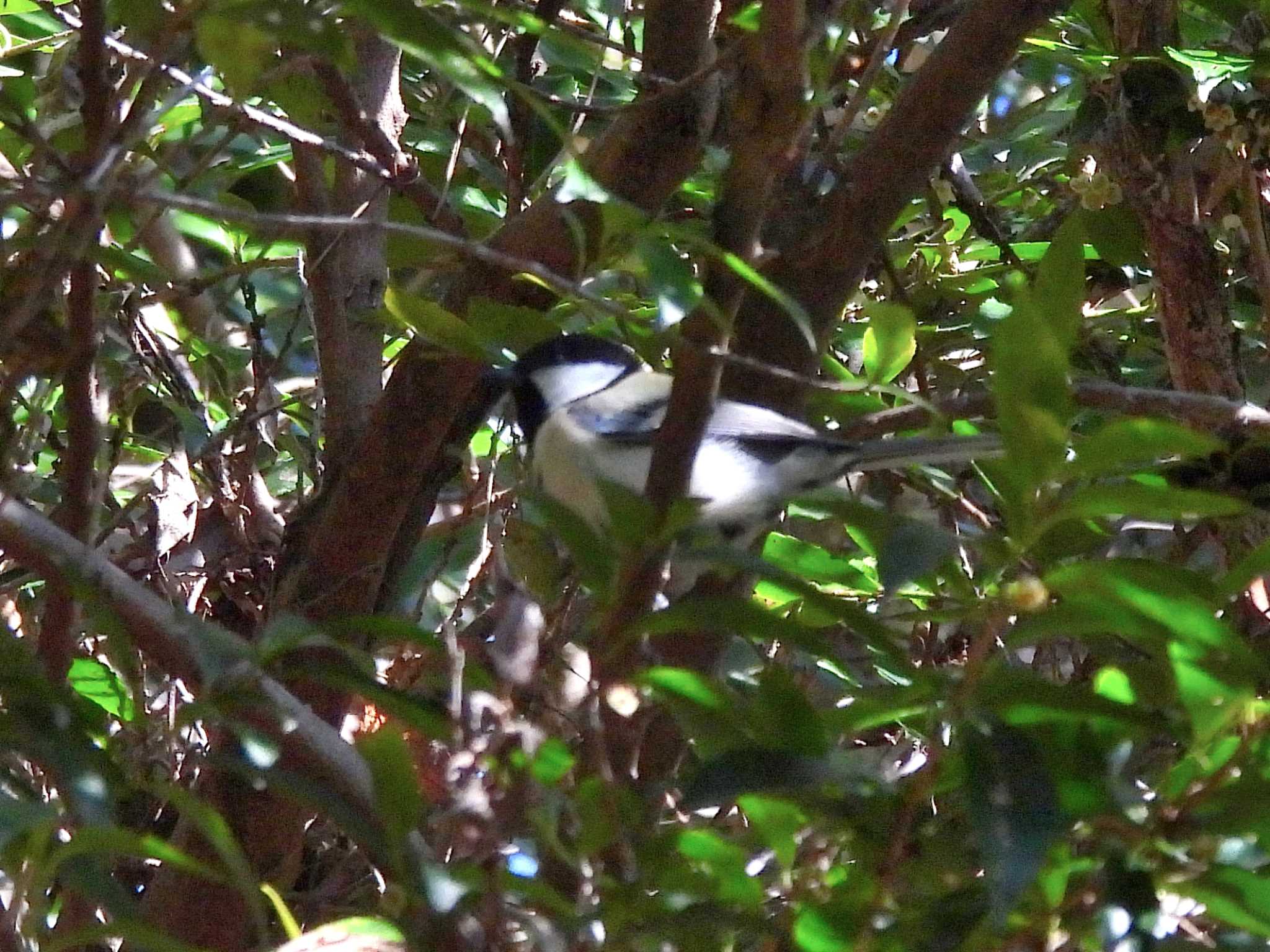 Coal Tit