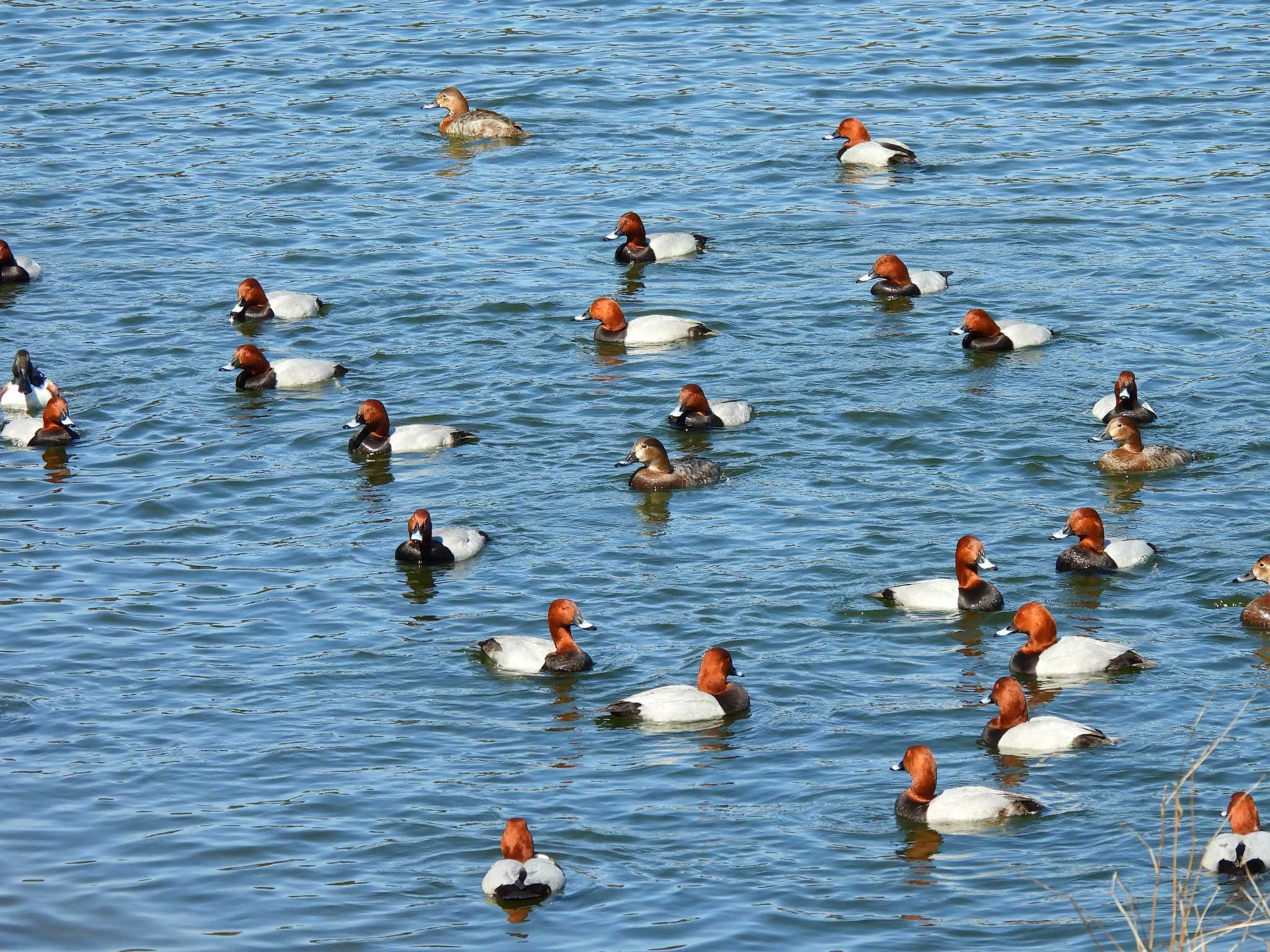 Common Pochard