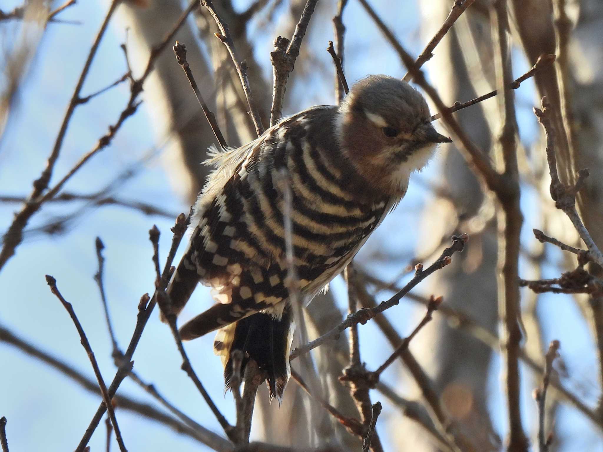 Japanese Pygmy Woodpecker