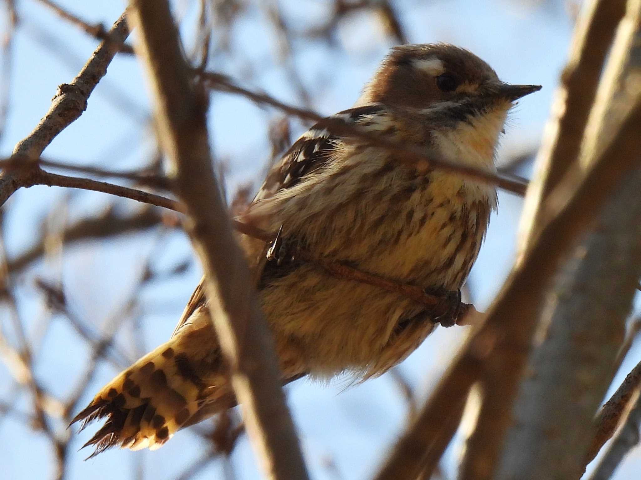 Japanese Pygmy Woodpecker