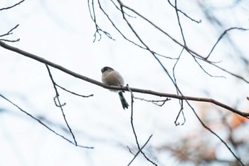 エナガ 八柱霊園 2017年2月4日(土)