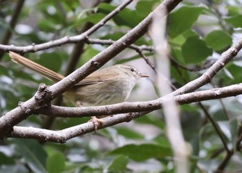 ウグイス 北本自然観察公園 2021年3月22日(月)