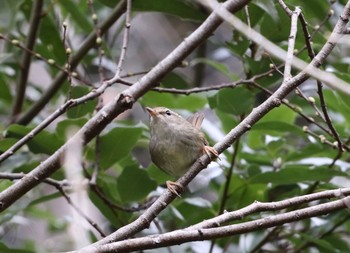 ウグイス 北本自然観察公園 2021年3月22日(月)