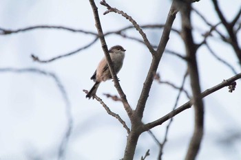 エナガ 八柱霊園 2017年2月4日(土)