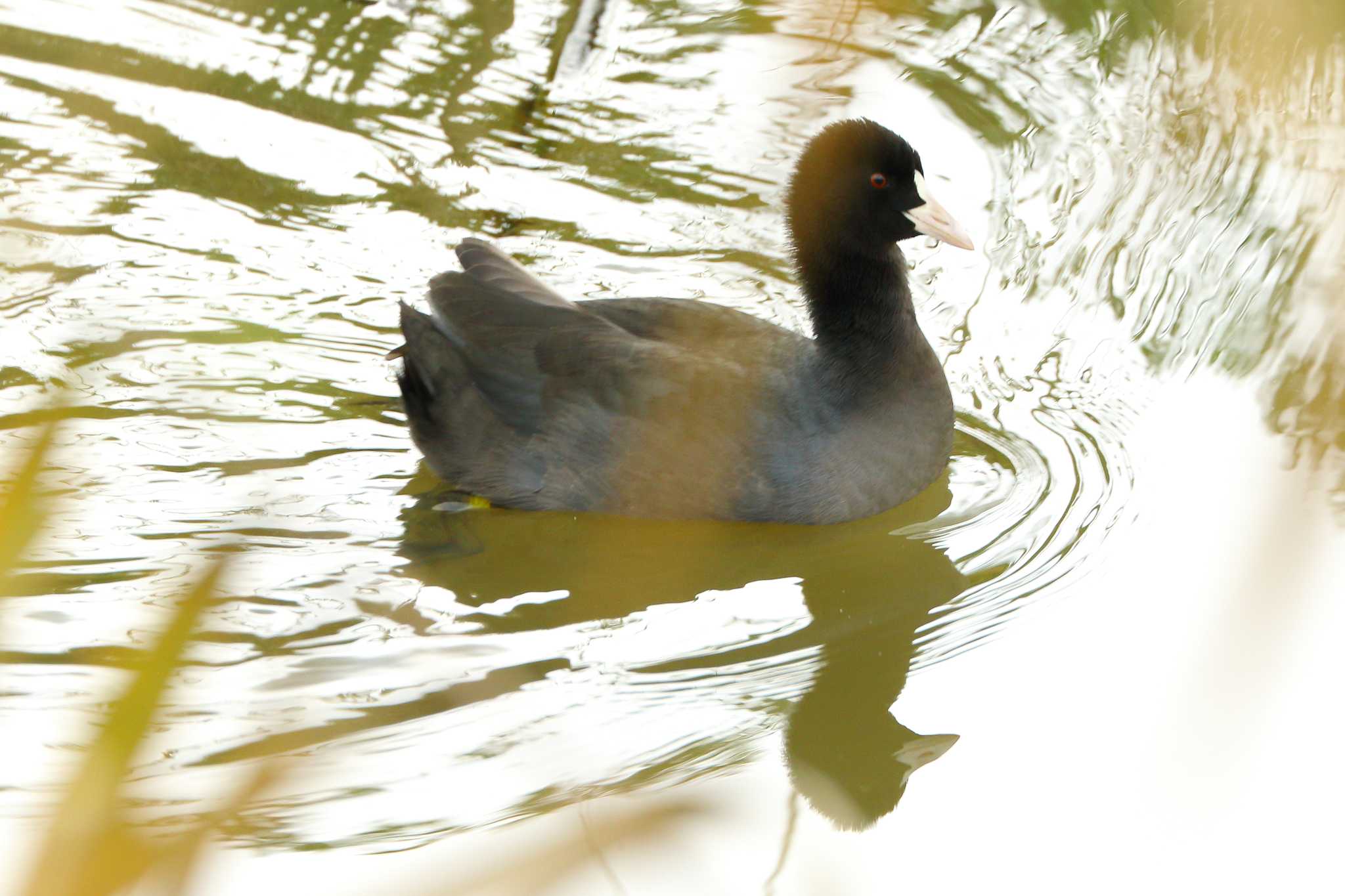 Photo of Eurasian Coot at 