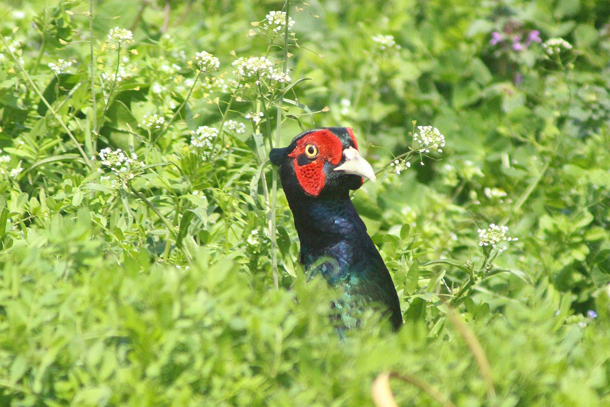 Photo of Green Pheasant at 愛知県知多市社山１丁目 34°59'46.7" 136°53'22.6" by 佐藤 好生