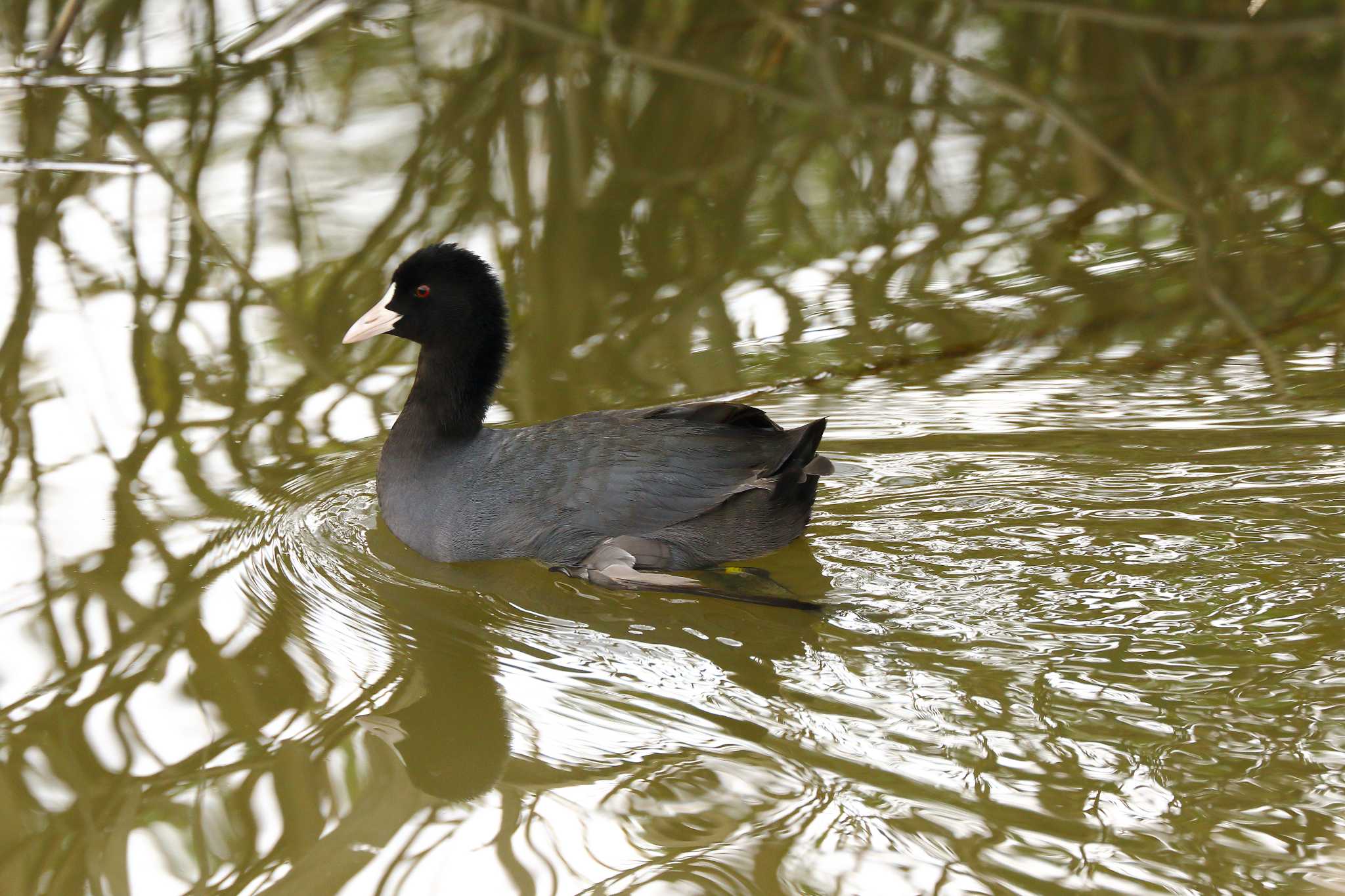 Photo of Eurasian Coot at 