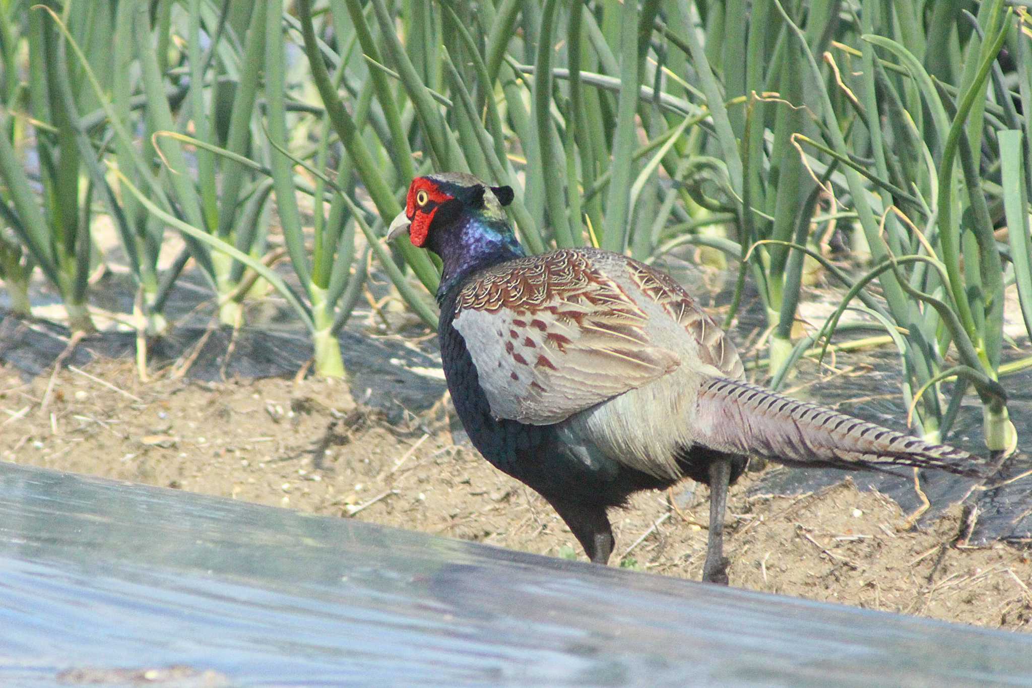 Green Pheasant