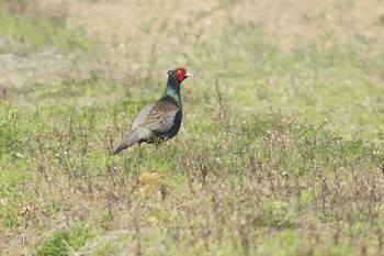 2021年3月22日(月) 愛知県知多市社山１丁目 34°59'46.7" 136°53'22.6"の野鳥観察記録