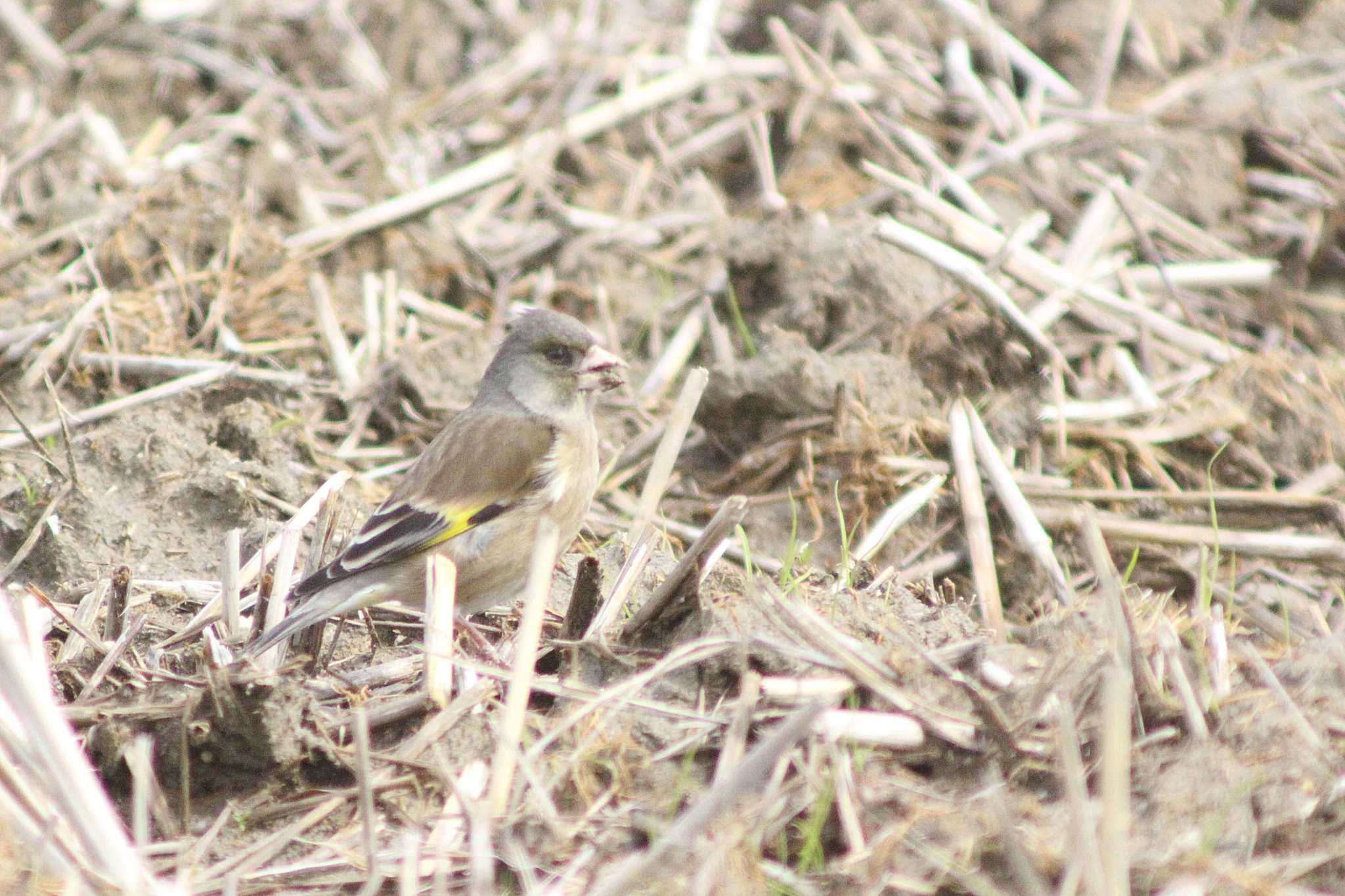 Photo of Grey-capped Greenfinch at 愛知県知多市社山１丁目 34°59'46.7" 136°53'22.6" by 佐藤 好生