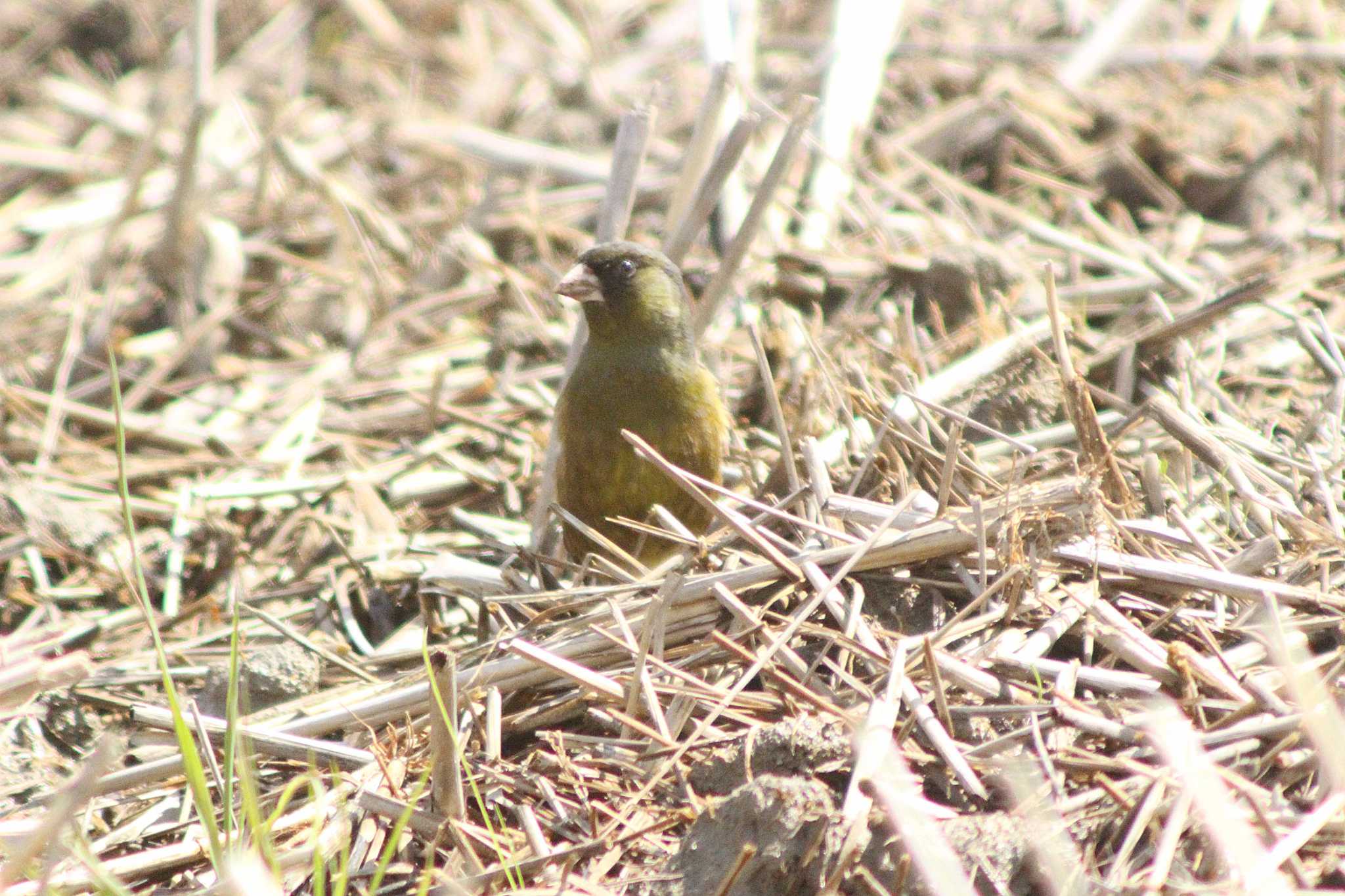 Grey-capped Greenfinch