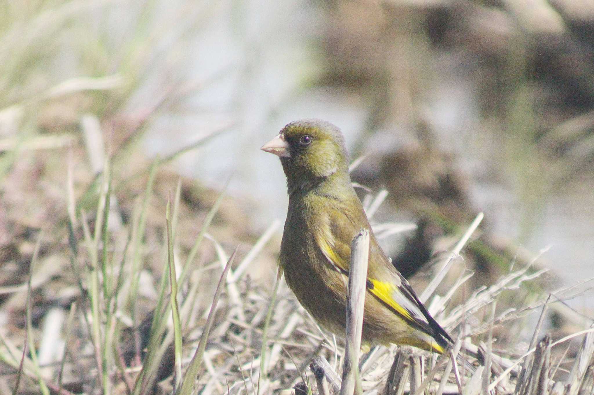 Grey-capped Greenfinch