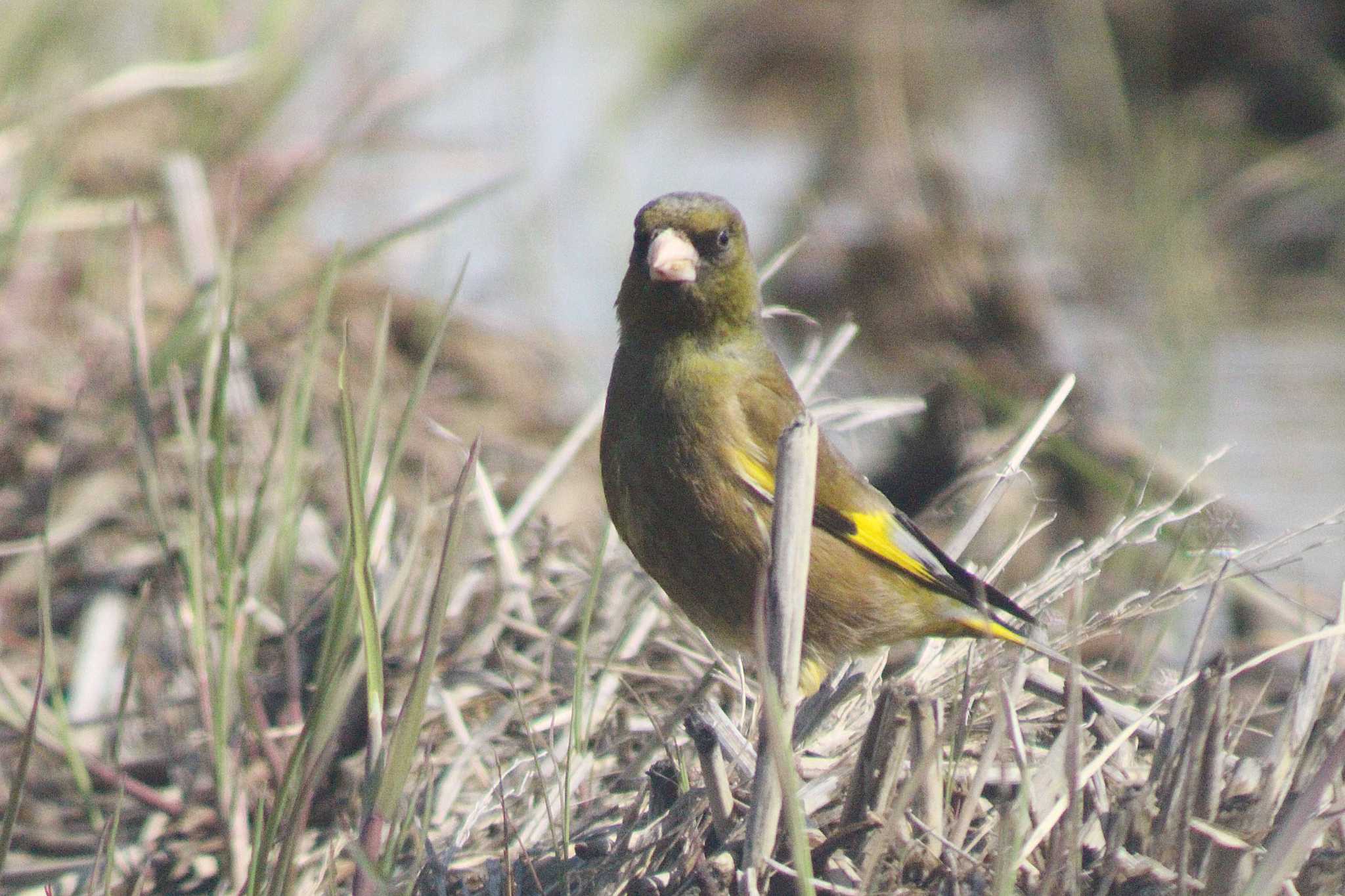 Grey-capped Greenfinch