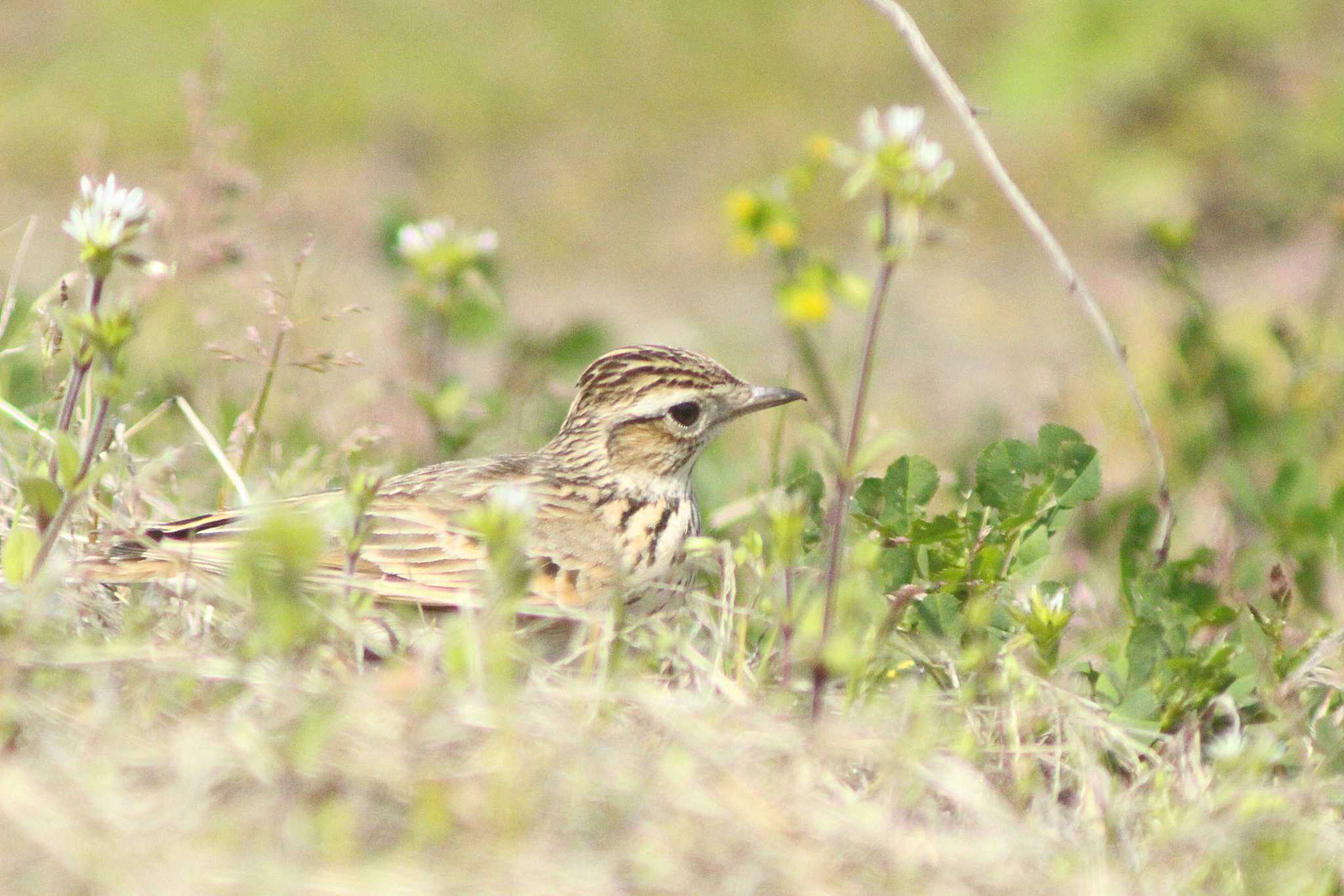 Eurasian Skylark