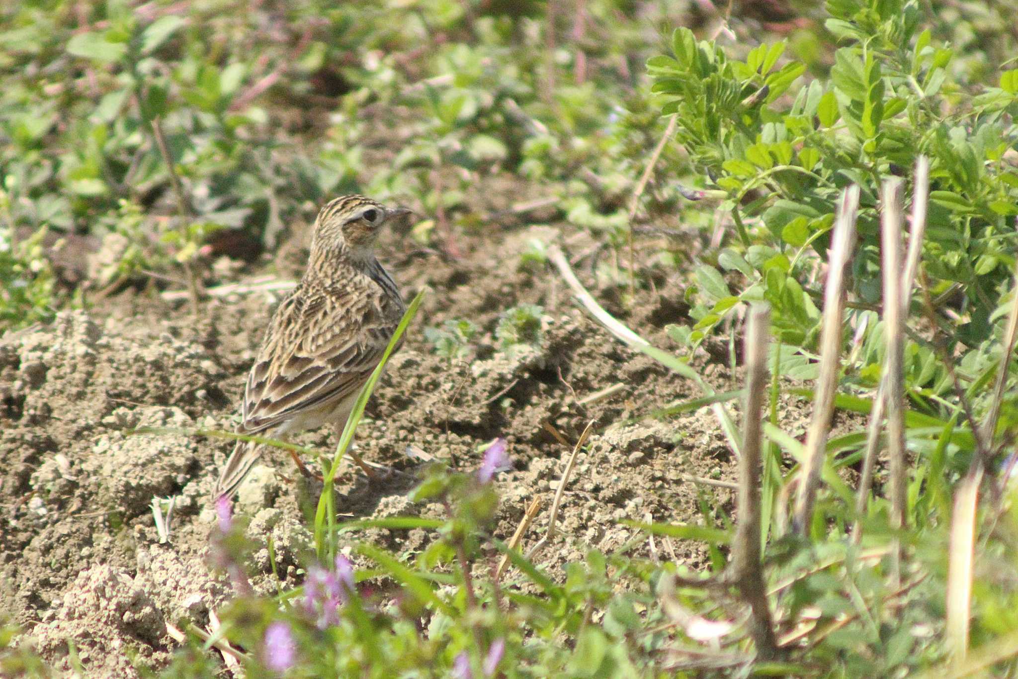 Eurasian Skylark