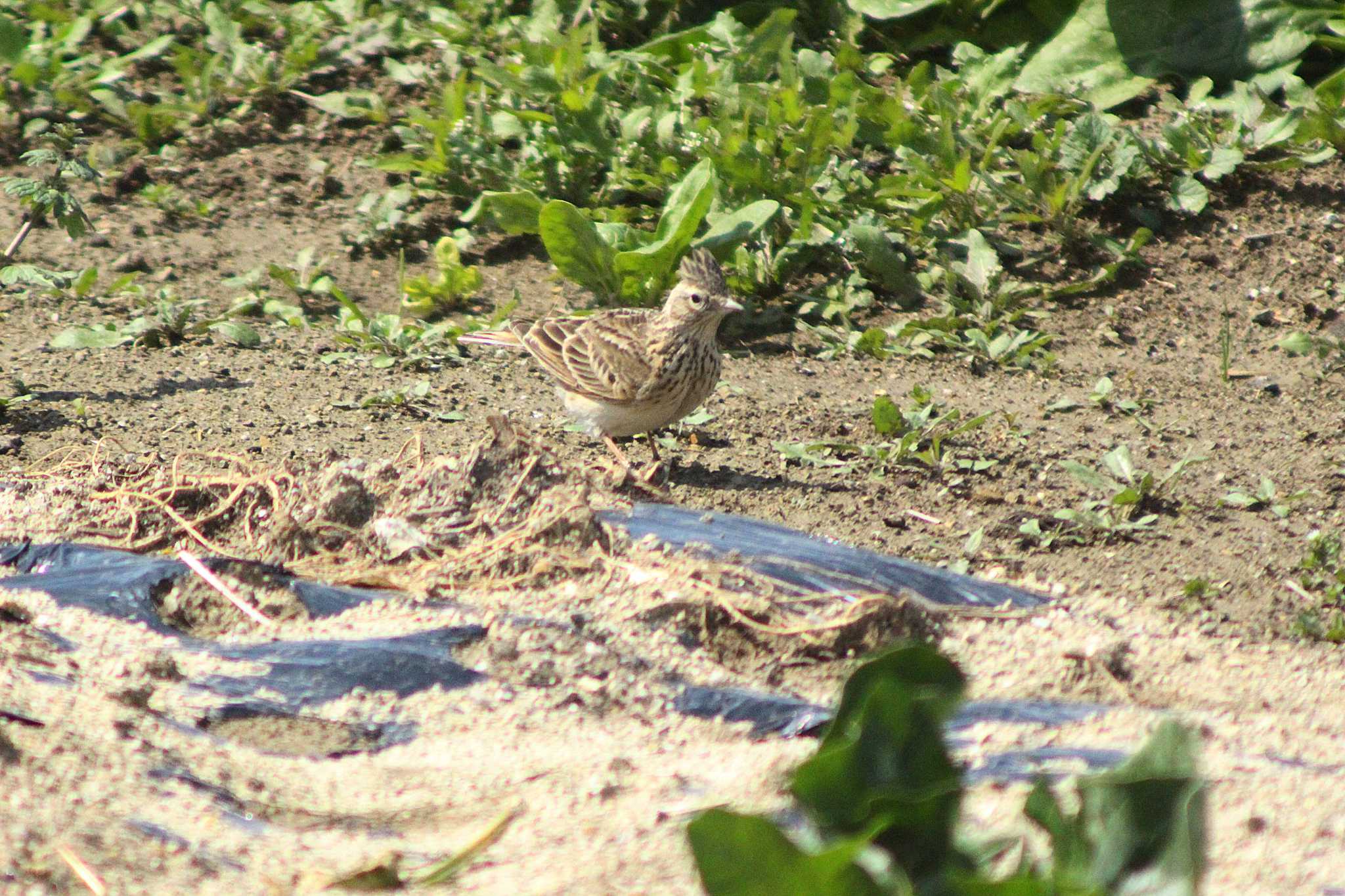 Photo of Eurasian Skylark at 愛知県知多市社山１丁目 34°59'46.7" 136°53'22.6" by 佐藤 好生