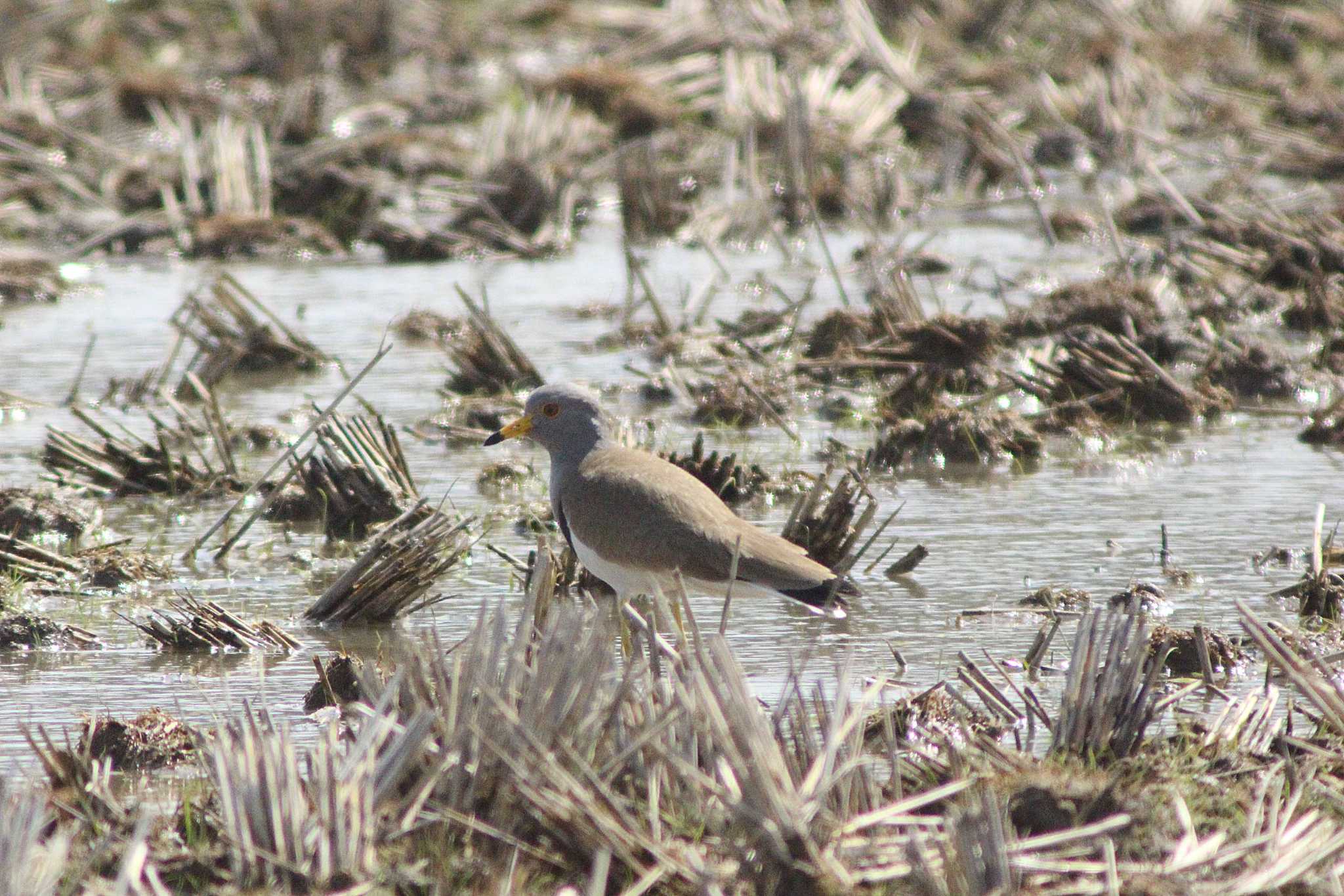 Grey-headed Lapwing