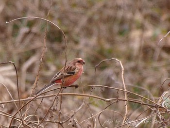 Siberian Long-tailed Rosefinch Unknown Spots Mon, 2/6/2017