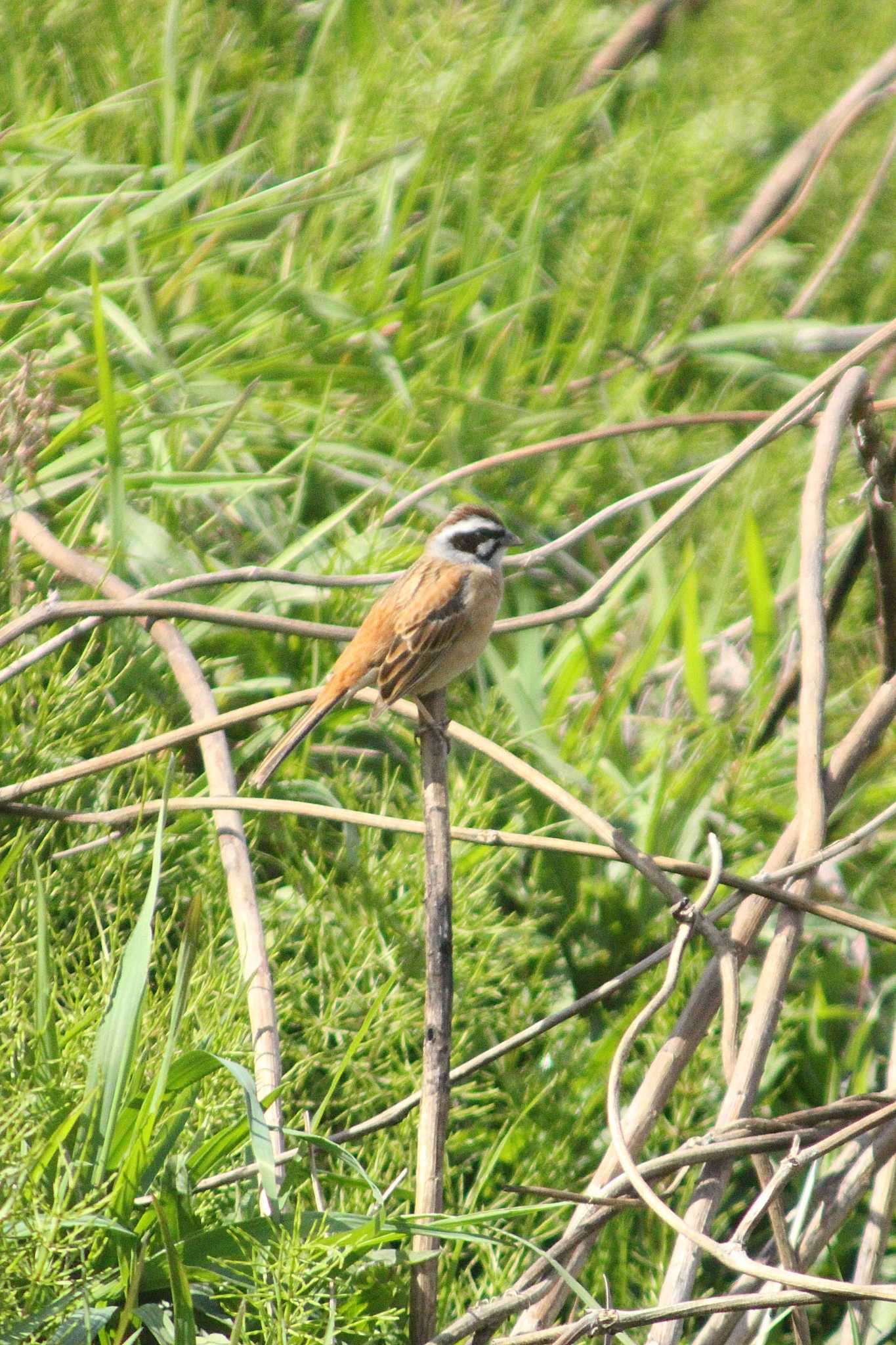 Meadow Bunting