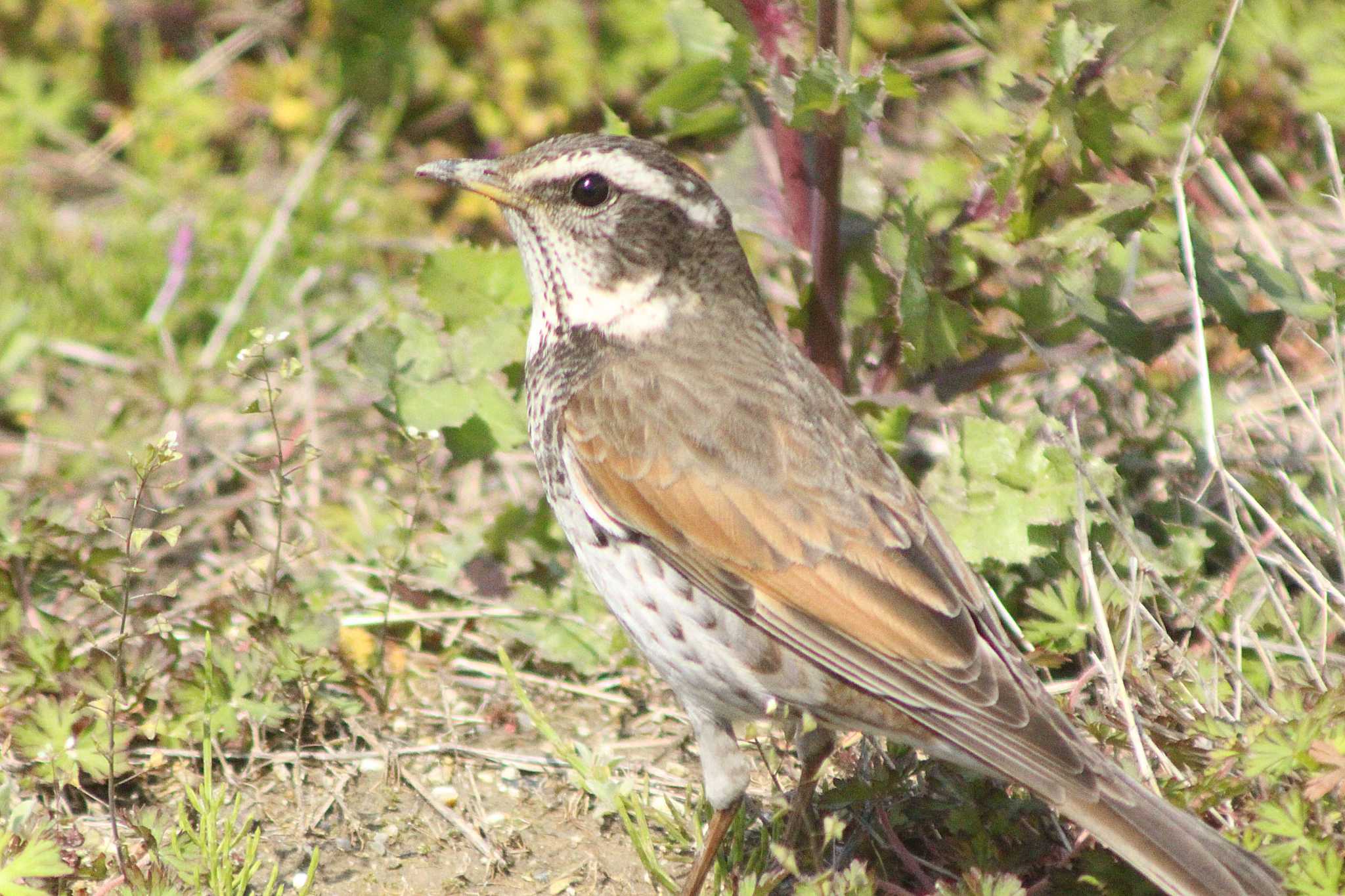 Dusky Thrush