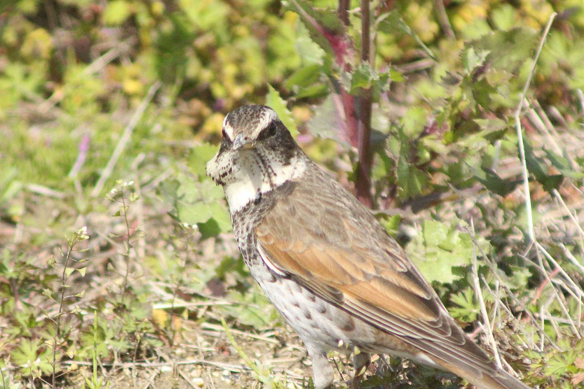 Dusky Thrush