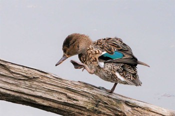 Mon, 3/22/2021 Birding report at Kitamoto Nature Observation Park