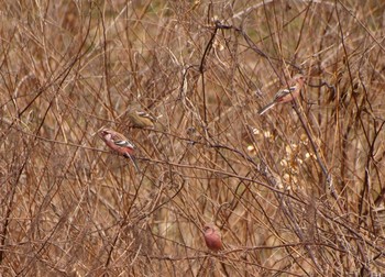 Siberian Long-tailed Rosefinch Unknown Spots Mon, 2/6/2017