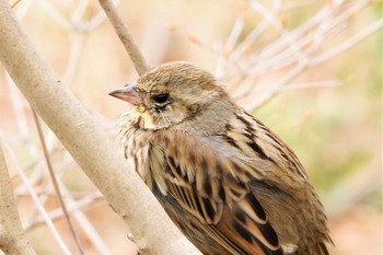 アオジ 北本自然観察公園 2021年3月22日(月)