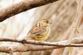 アオジ 北本自然観察公園 2021年3月22日(月)