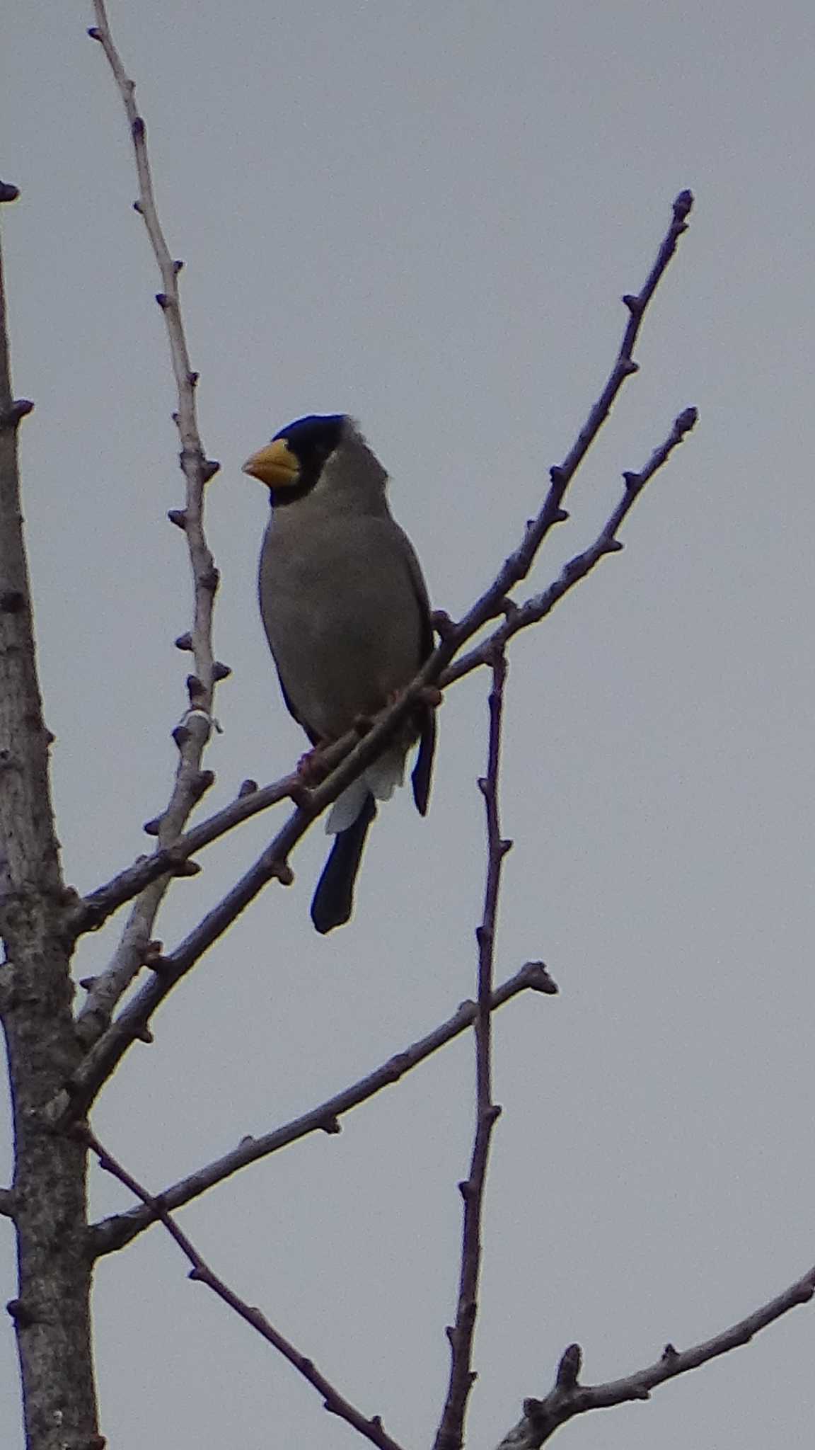 Japanese Grosbeak