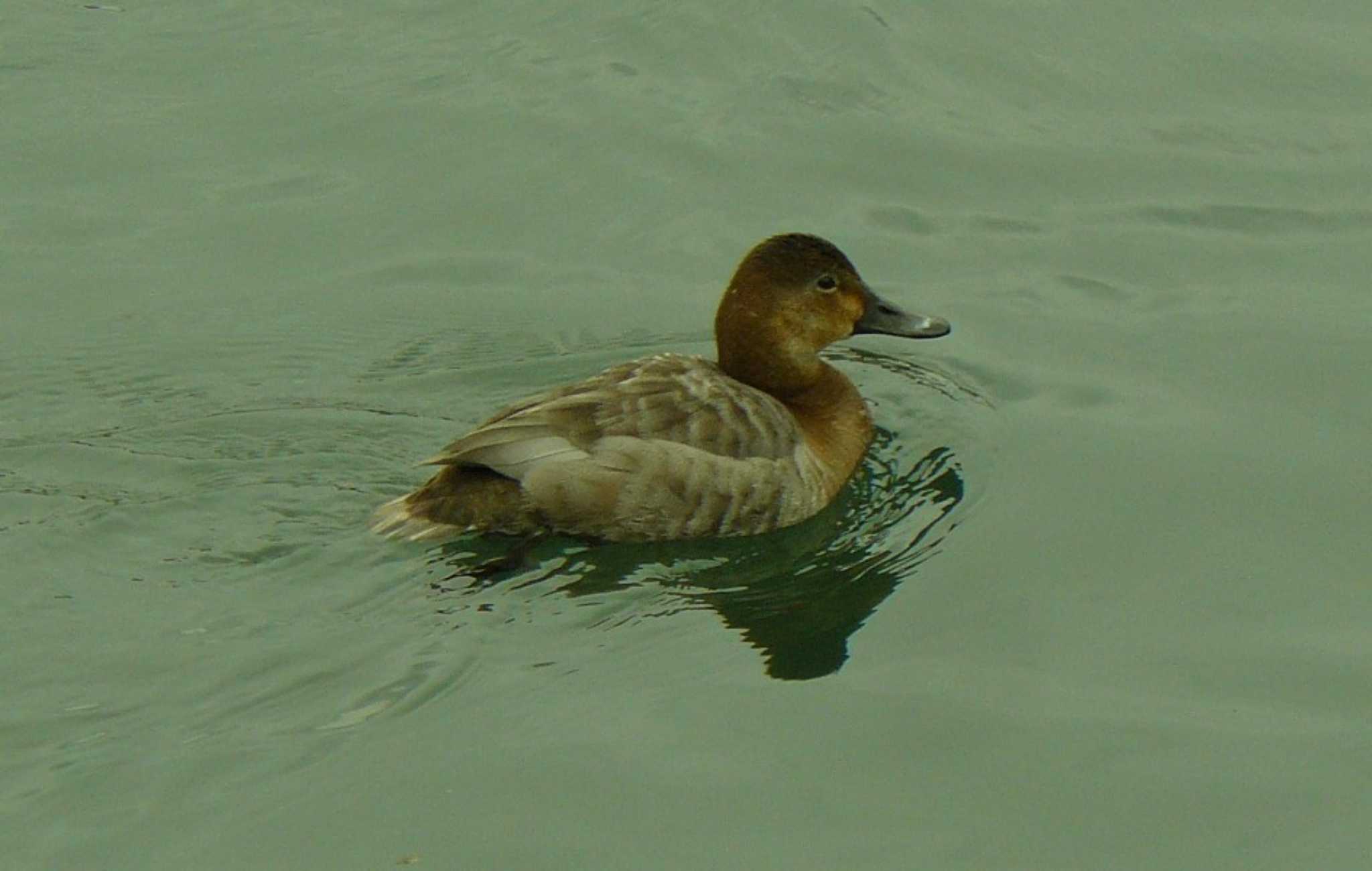 Common Pochard