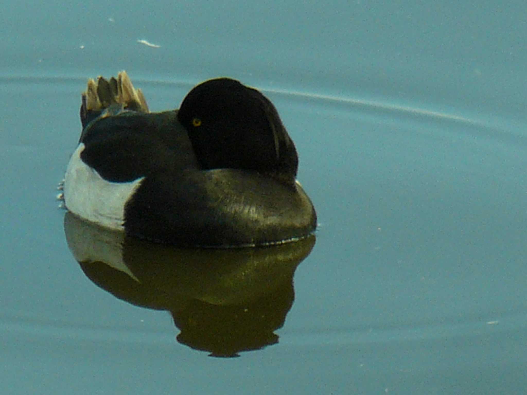 Tufted Duck