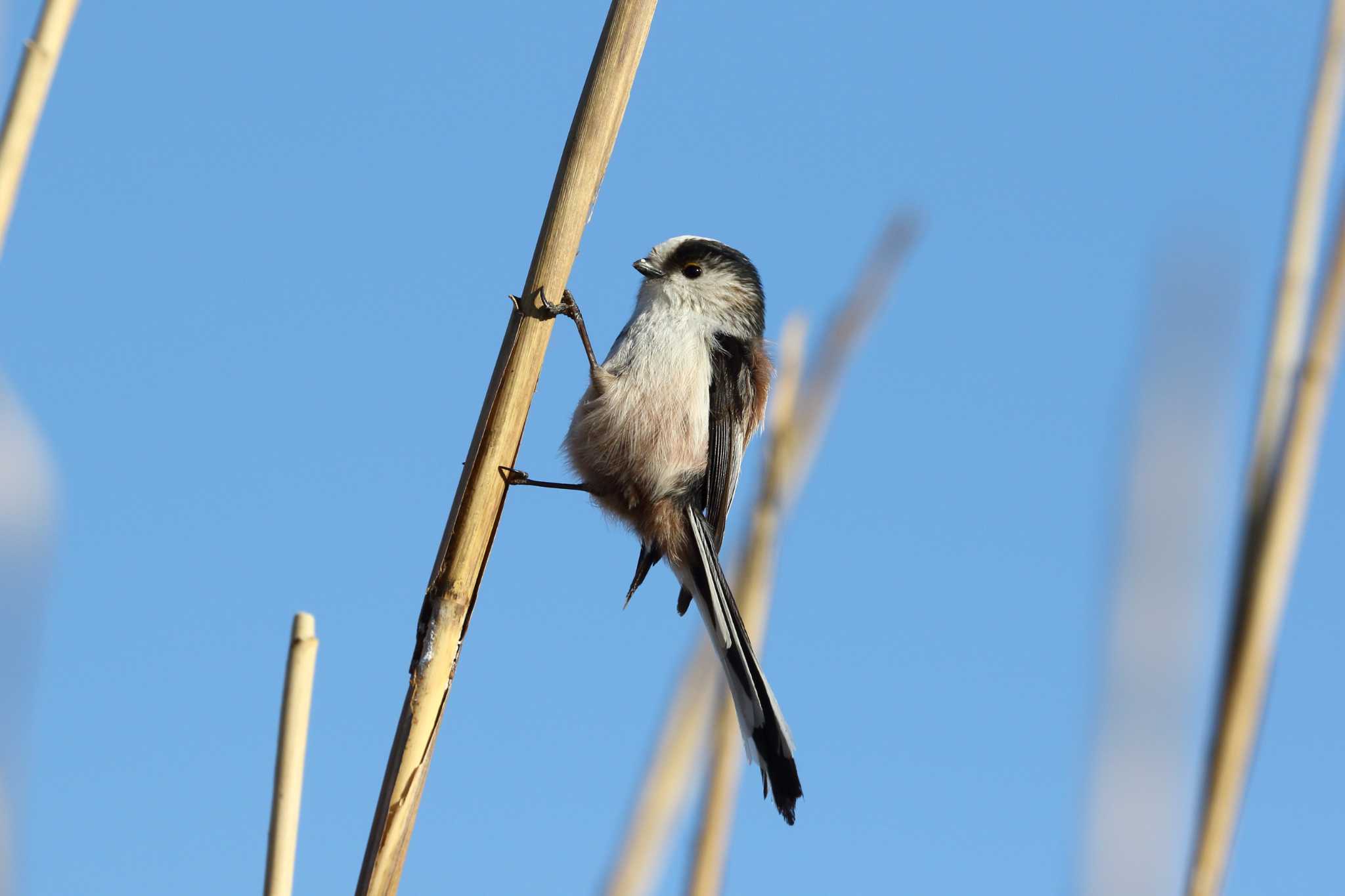 Photo of Long-tailed Tit at 