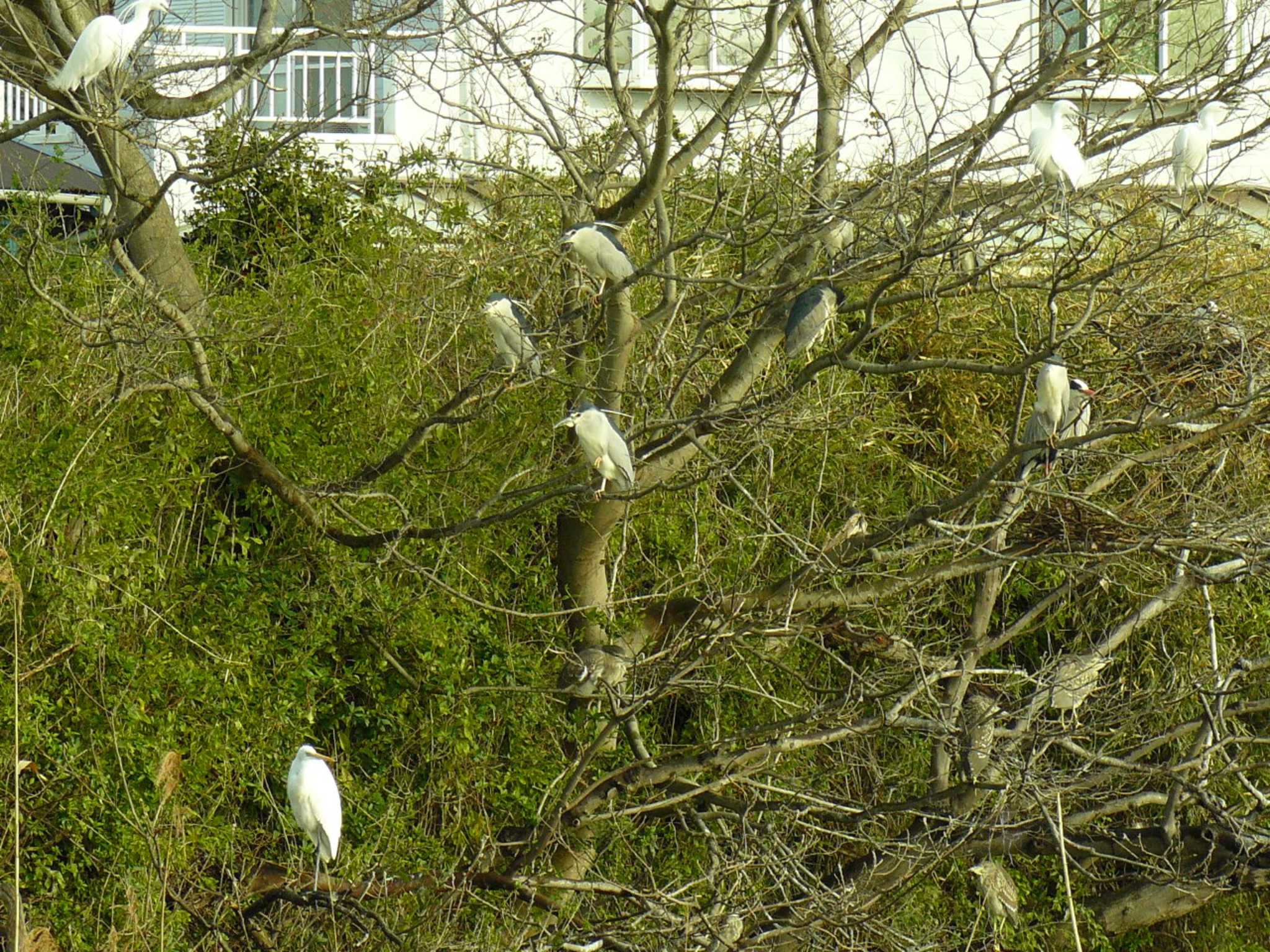 Medium Egret