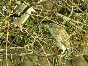 Sun, 3/14/2021 Birding report at 轡堰