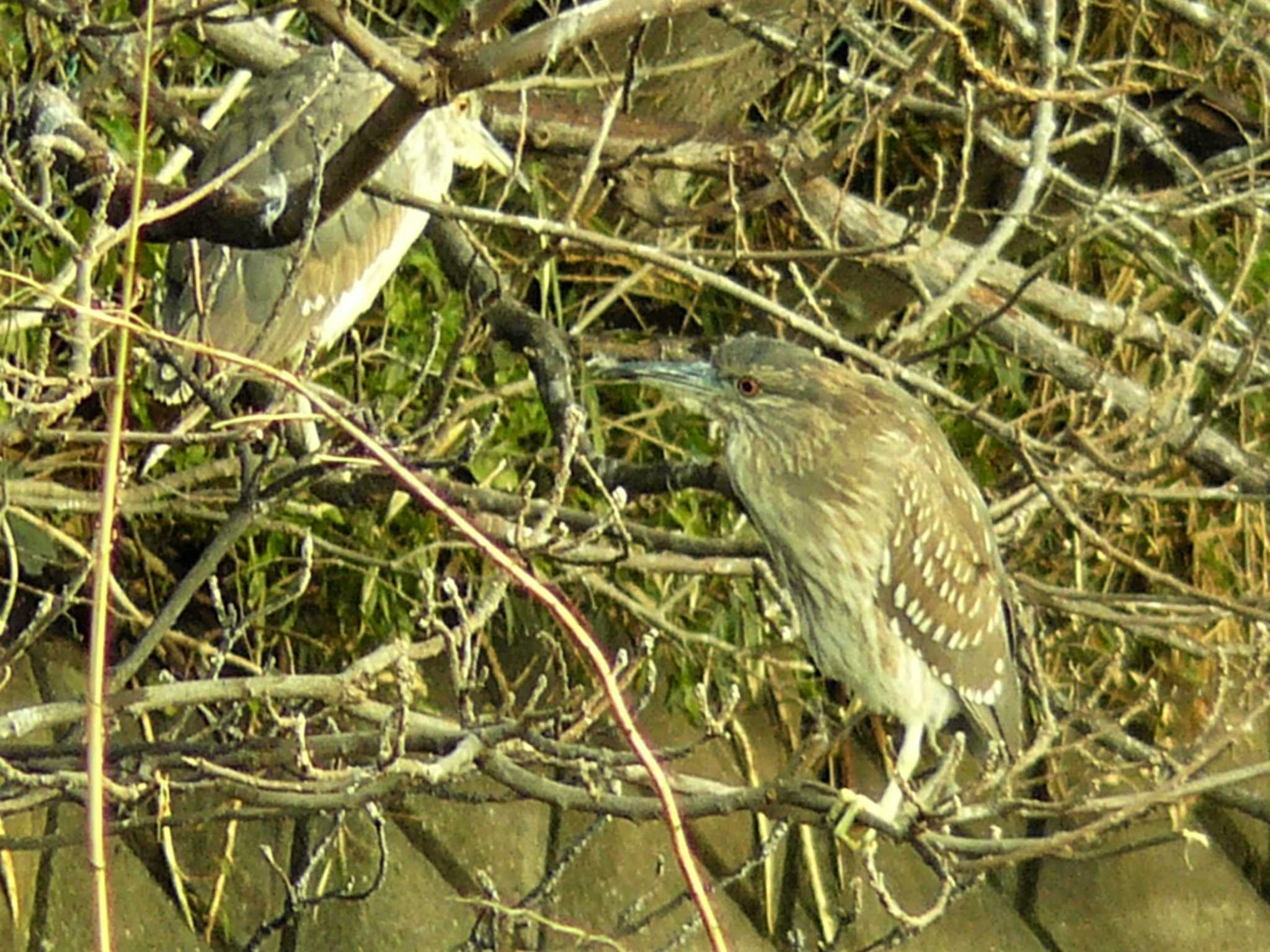 Black-crowned Night Heron