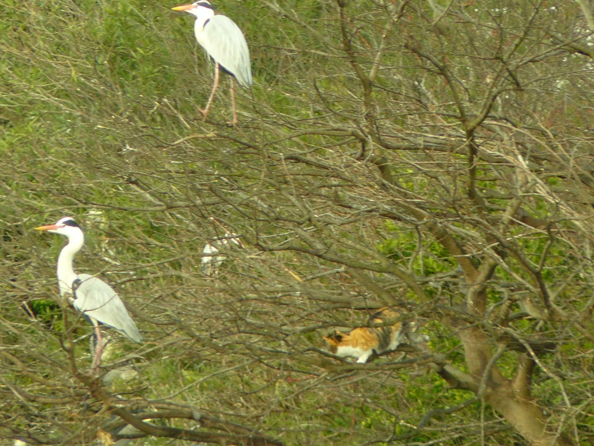 Grey Heron