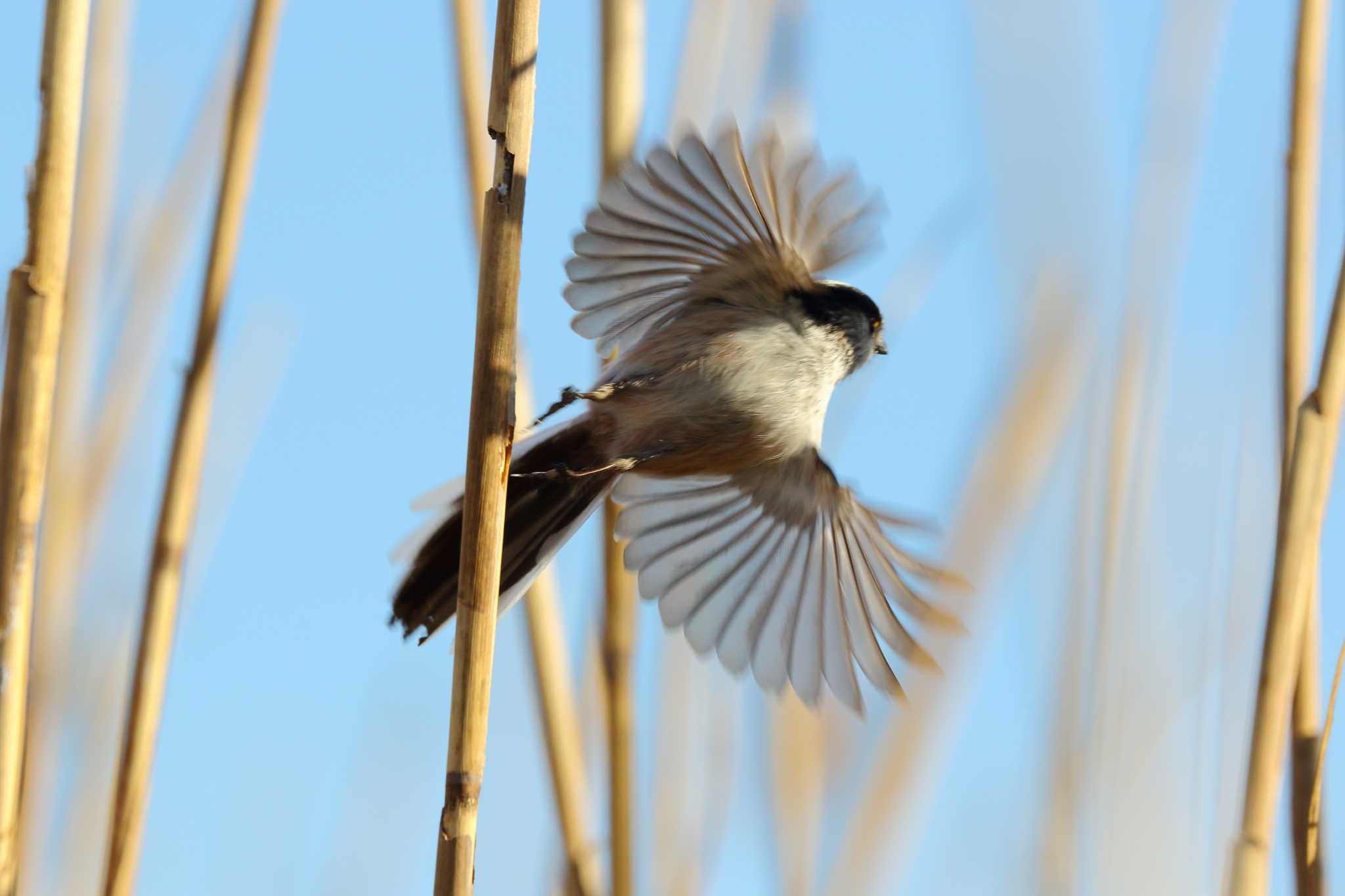 Photo of Long-tailed Tit at 