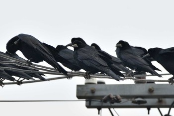 Rook 島根県 Sun, 2/7/2021