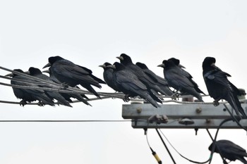 Rook 島根県 Sun, 2/7/2021